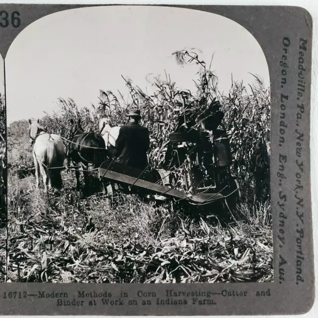 Indiana Farmer Harvesting Corn Stereoview 1920s Farm Harvester Horse Drawn C1144