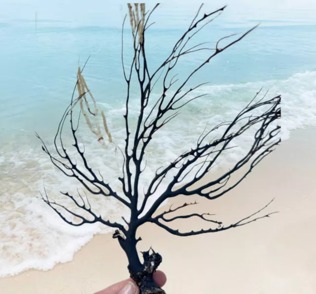 NATURAL 12”X12 CORAL Tree Branch, Large Sea Fan, Coral beach decor, Sea ...