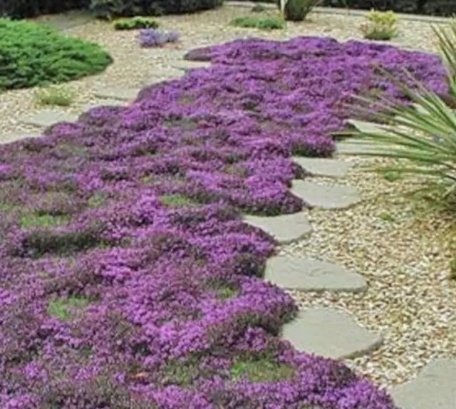 CREEPING THYME 150+ seeds beautiful garden herb perennial ground cover culinary 2