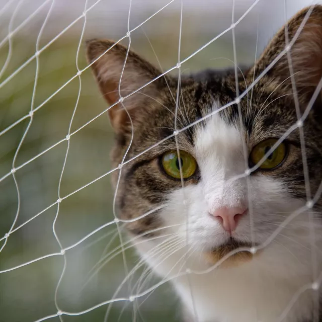 Rete di sicurezza per gatti Pet Prime per finestra balcone rete protettiva trasparente per gatti