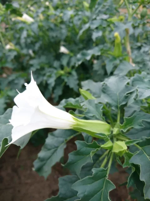 3000 Stechapfel Samen Datura Stramonium  Frische Ernte 2023 Hexen Garten Bienen