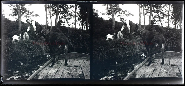 FRANCE Homme Chiens c1910 NEGATIVE PHOTO Stereo Glass Plate VR22L27n13  