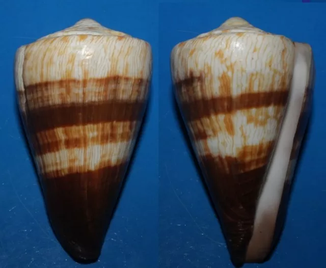 Seashells Conus miles SOLDIER CONE 76.2mm F+++/GEM Marine Specimen Superb Color