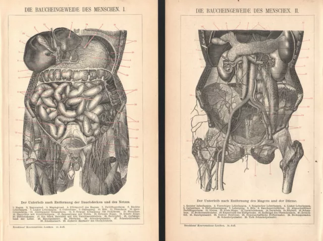 Baucheingeweide des Menschen I+II   Eingeweide Unterleib Arzt  Anatomie  1895