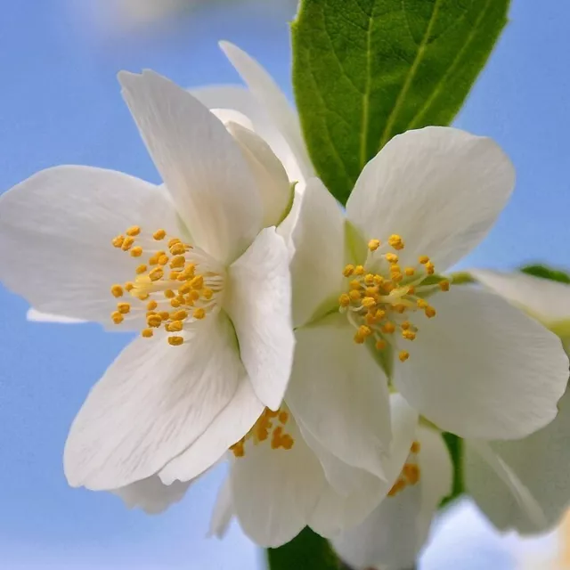 Pfeifenstrauch Duftjasmin Belle Etoile Philadelphus duftende Blüte ca. 40-60 cm