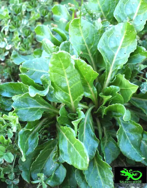 Semi Bieta Selvatica Semi Beta Vulgaris Wild Chard Seeds Italia Salento