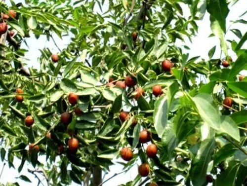 Jetzt pflanzen ! Chinesischer Dattel-Baum Ziziphus jujuba für Garten Deko Samen