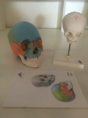 Modelli anatomici cranio umano 3 scientific