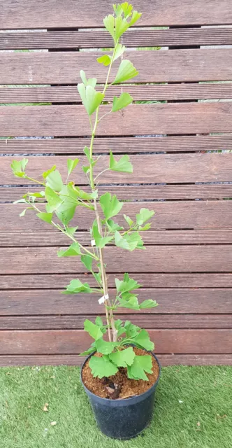 GINKGO Biloba Blagon, Plant de +50cm de hauteur!!