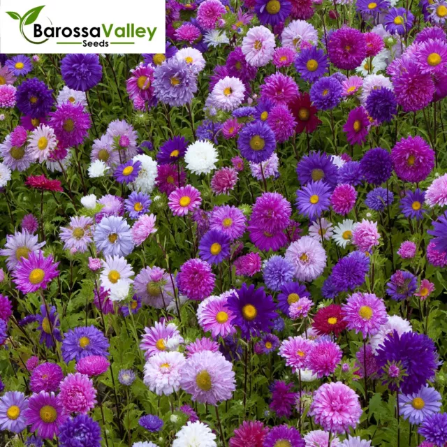 ASTER TALL CHINA MIX 115+ Seeds GROW FLOWERS  Tall Stature Flowers GARDEN