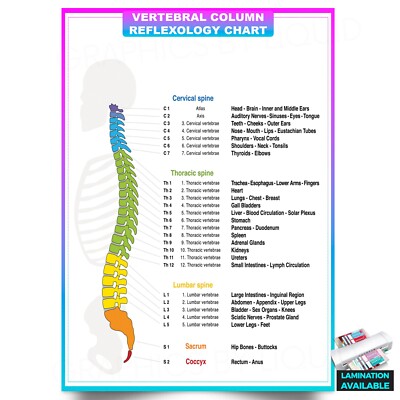 MUSCULAR SYSTEM HUMAN Anatomy Chart Muscular Human Heart System Print £