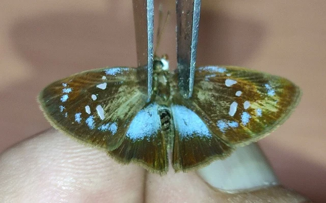 LEPIDOPTERA Hesperiidae specie     N°A236    FROM PERU