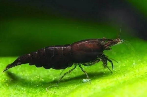 10 Black Chocolate Neocaridina shrimp - Homebred Freshwater Aquarium algae eater