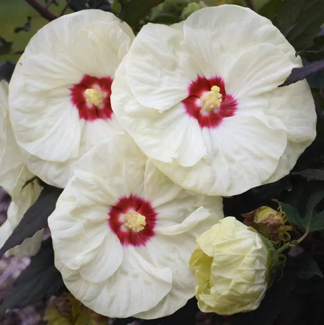 FRENCH VANILLA Hardy Hibiscus  --  Plant in 4.5" pot