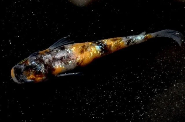 ricefish 30 eggs medaka japan fish aquarium killifish rice fish 【gekka】