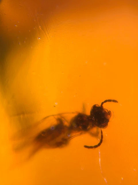 HYMENOPTERA WASP BEE Burmite Myanmar Burmese Amber insect fossil ...