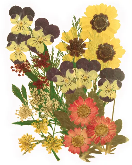 flores prensadas, pensamiento, marguerita, flores de encaje, semillas de garrapatas de jardín, follaje