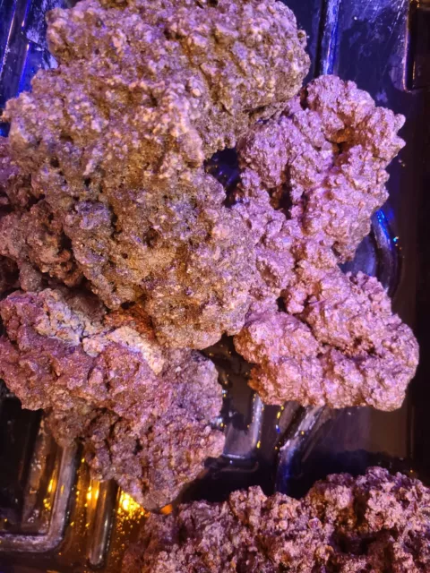 Aquacultured Fiji Live Rock 1 Pound Robbie's Corals Walt Smith