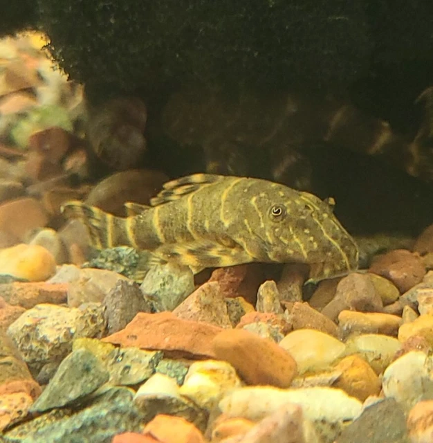 Live Candy Stripe Pleco L015 (1.5" Tropical Aquarium Fish) *PLS READ DESCR* 4