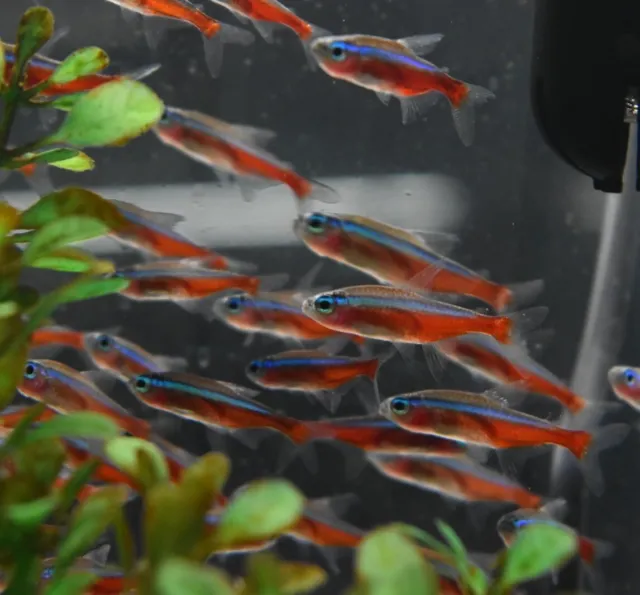 Live Cardinal Tetras (Pack of 6 Aquarium Nano Fish) *PLEASE READ DESCR*