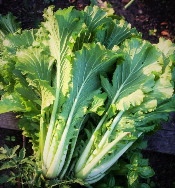 Michihili Chinese Cabbage Seeds |Asian Leaf Lettuce Vegetable Bok Choy Seed 2024
