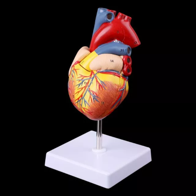 Disassembled Anatomical Human Heart Model Anatomy Medical Teaching Tool US STOCK