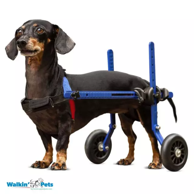 Dachshund Wheelchair - for Small Dogs 2-30+ Pounds - Veterinarian Approved