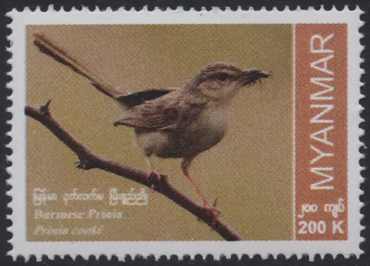 Myanmar Burma 2023 "Einheimische Vogelarten" Prinia cooki, MiNr neu