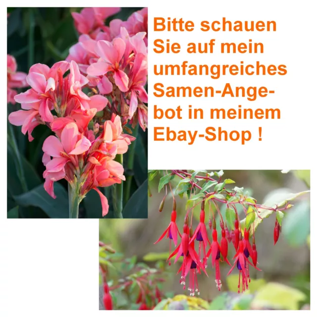 SAMEN jetzt noch sparen beim Samenkauf: tolles Blumenrohr, wunderschöne Fuchsie