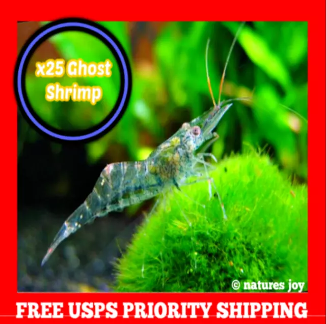 🦐 x25 Live FRESHWATER Ghost Glass RIVER Pond Aquarium Shrimp Feeders Fish Food