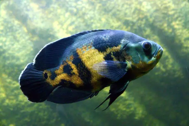 Black Red Tiger OSCAR 1.75-3" live freshwater aquarium fish
