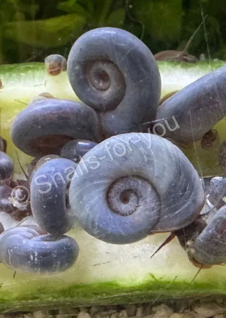 10 x Blue Ramshorn Snails - Tropical Aquariums
