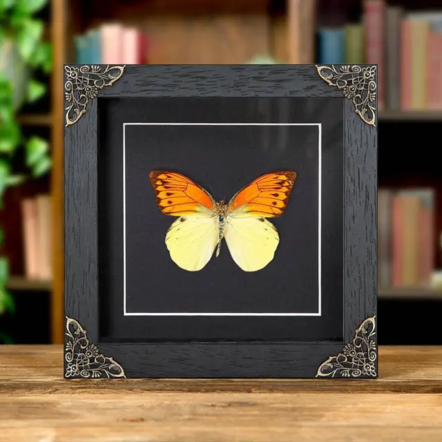 Brimstone Wing Taxidermy Butterfly in Baroque Style Frame (Hebomoia leucippe)