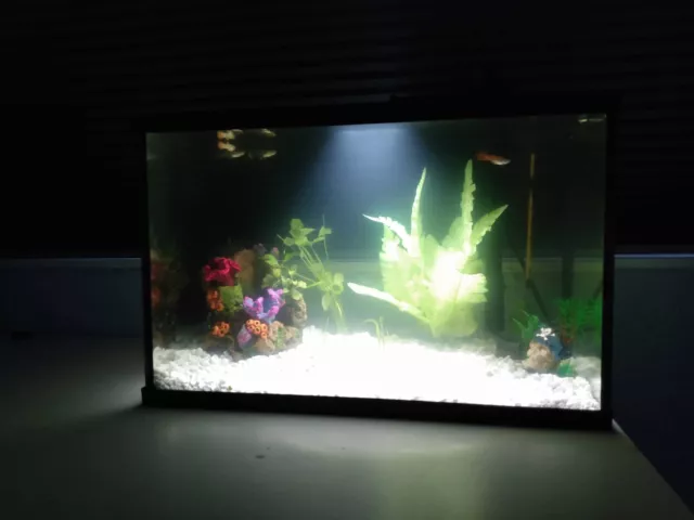 5 Gallon Fish Tank with Filter, Heater, Decorations, Thermometer ($200 Of Value)