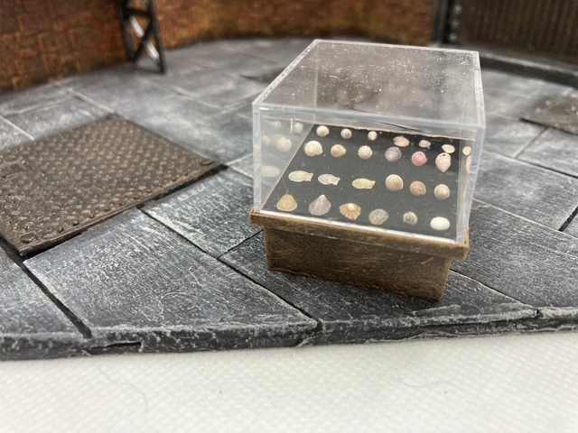Display stand with miniature seashells -Hamish McDuncle collection-12th scale