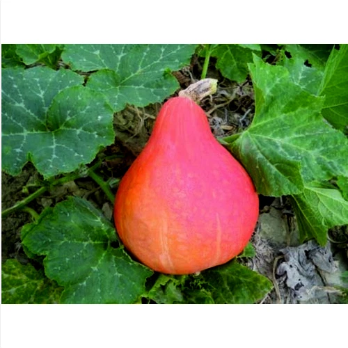 ZUCCA - UCHIKI KURI - HOKKAIDO - Foto 7