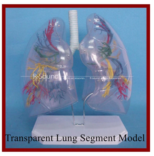 TRANSPARENT LUNG SEGMENT model lung anatomy bronchial tree respiratory ...
