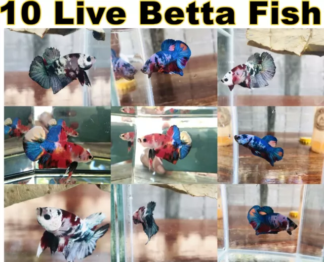 "WHOLESALE" 10 x Live Multicolor Betta Fish Siamese fighting fish.