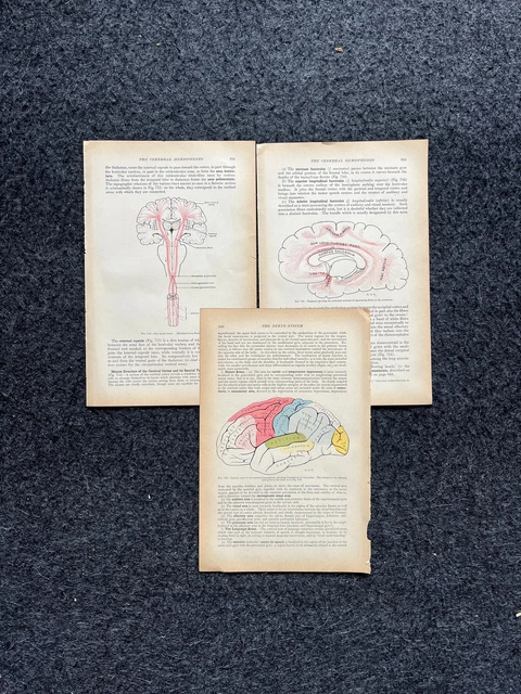 ORIGINAL 1913 ANATOMY Pages of Human Body, Anatomy Physiology Textbook ...