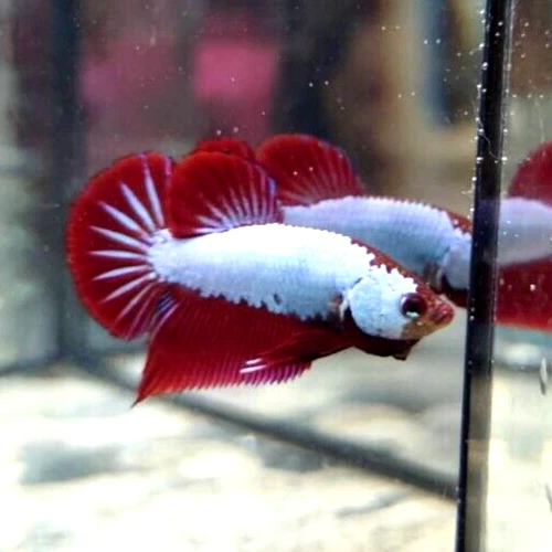 Live Betta Fish Red White Koi Male From Thailand