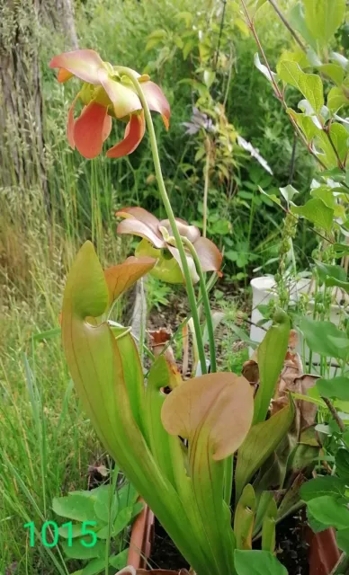 Sarracenia flava var. cuprea Hybride - fleischfressende Pflanze - Winterhart