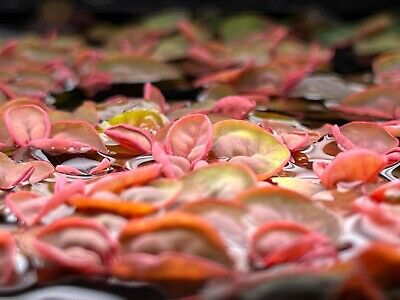 Red Root Floater Phyllanthus Fluitans Cup Live Aquarium Plant Pond Frog bit Ada