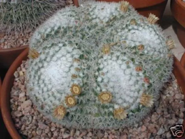 Mammillaria Parkinsonii exotic flower pincushion cacti rare cactus seed 50 SEEDS