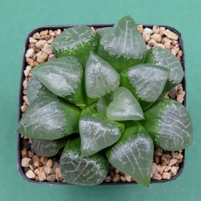 Haworthia bayeri, 7,0 cm große ältere Pflanze, Rarität (42)