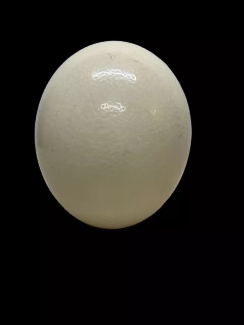 Huevo de avestruz grande soplado cáscara de huevo vacío 5,5"" artesanal coleccionista suave/limpio