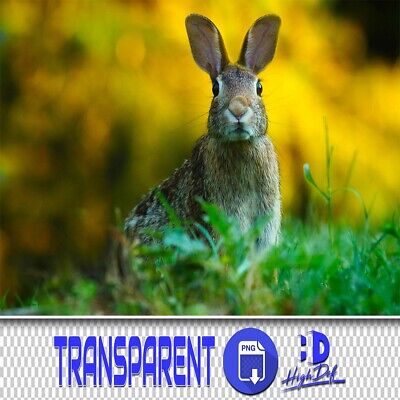 60 Conejos Transparentes Png Photoshop Superposiciones, Animales Aislados Archivos Png