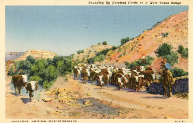 Rounding Up Hereford Cattle on a West Texas Range, 1934 --POSTCARD