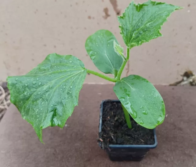 Early Burpless F1 Cucumber Vegetable Plants in 7cm Pots- Not Plugs