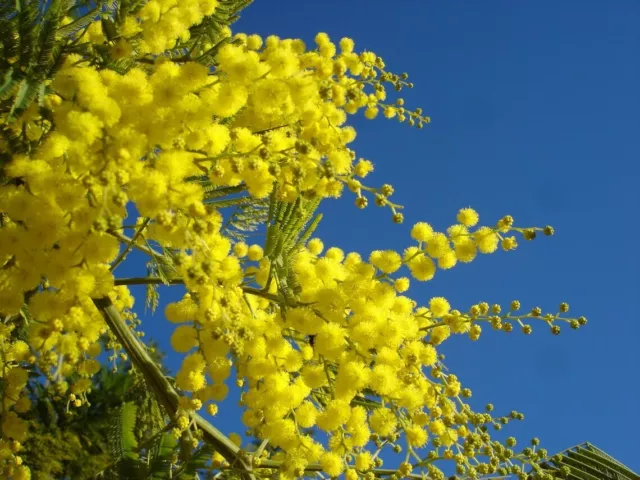 10 Graines Acacia dealbata, Mimosa d'hiver