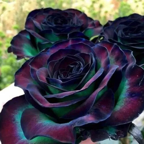 Purple & Green Rose Seeds Garden Plant Flower  Viable Seeds - UK - FREE P&P